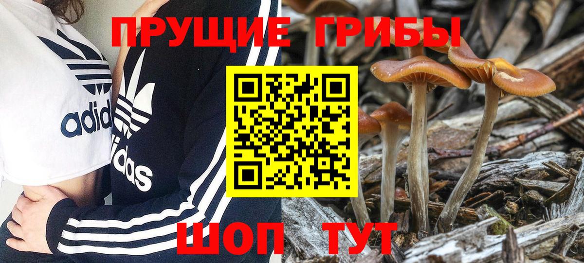 Галлюциногенные грибы Psilocybe Мурино